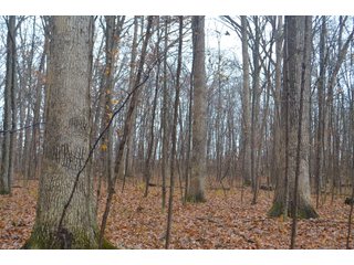 Property photo 28 - FARM AUCTION - 60.5+/- ACRES IN 5 TRACTS IN ALLEN COUNTY, INDIANA